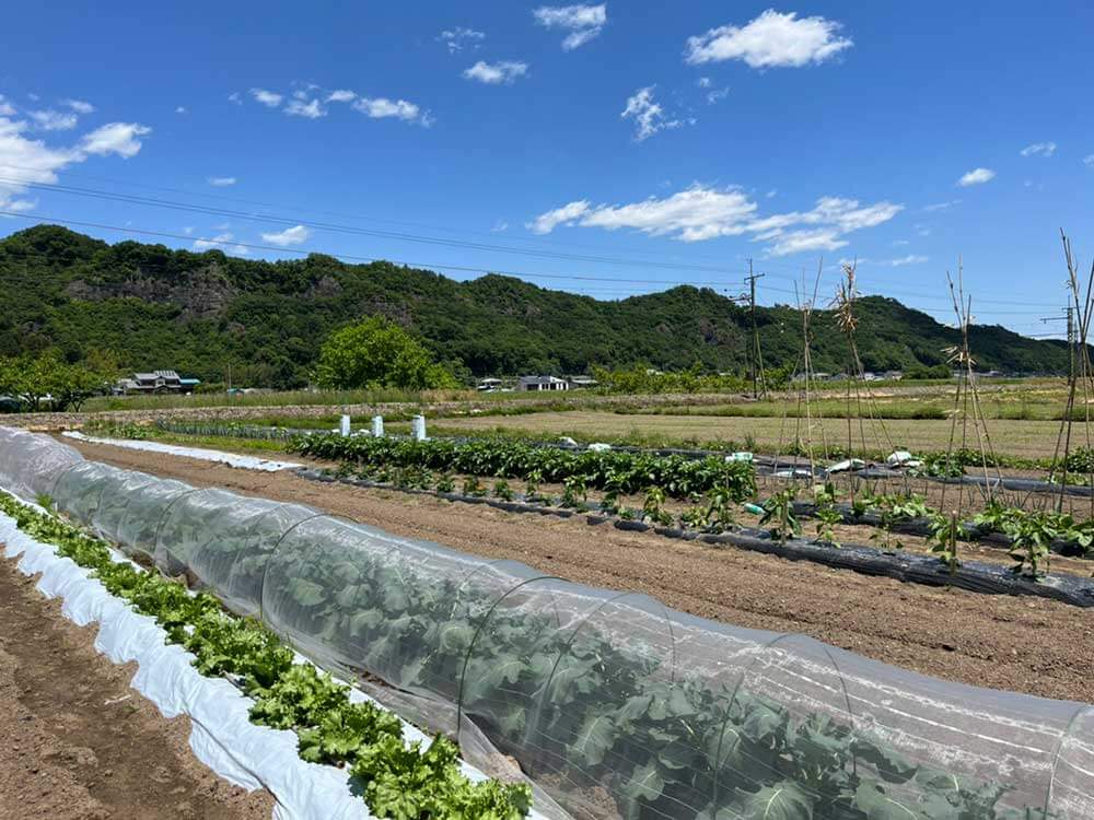 野菜作り体験ブログ・研修会での勉強3回目
