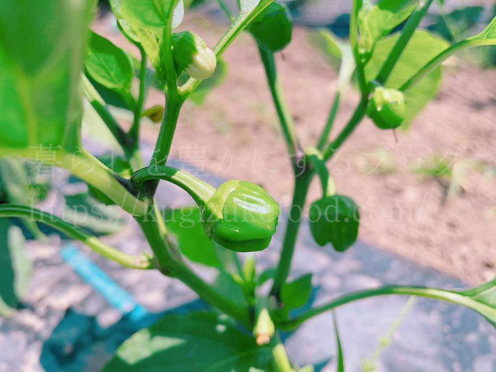 野菜作り体験ブログ・研修会での勉強4回目
