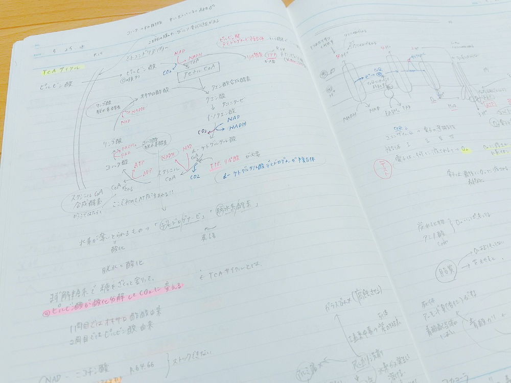栄養士専門学校の授業ノート